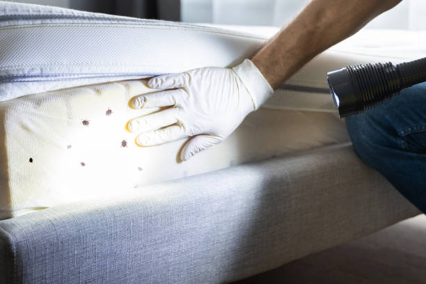 Best Best Pest Control Companies  in Mount Hermon, VA