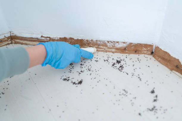 Best Mosquito Control Services  in Mount Hermon, VA